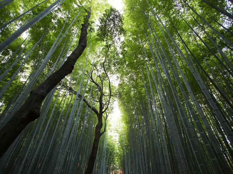 溯源引擎<br>图片/视频反向搜源